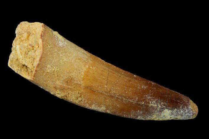 Spinosaurus Tooth - Real Dinosaur Tooth #136237